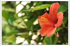 Diego Martínez Castañeda