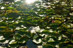 Anastasia Kondratieva