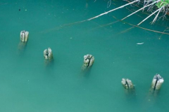 Anastasia Kondratieva