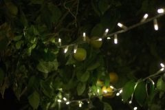 Anastasia Kondratieva