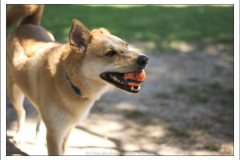 Diego Martínez Castañeda