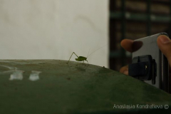 Anastasia Kondratieva