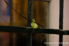 Anastasia Kondratieva