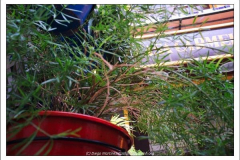 Diego Martínez Castañeda