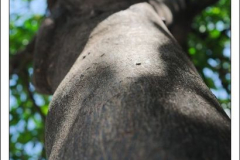 Diego Martínez Castañeda