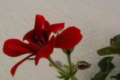 Raquel de la Iglesia