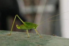 Raquel de la Iglesia