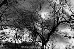 Diego Martínez Castañeda