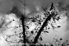 Diego Martínez Castañeda