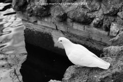 Diego Martínez Castañeda