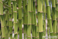 Ana_Isabel_Rey_Botello_DSC_0014_1