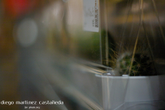 Diego_Martinez_Castañeda_06