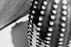 Javier_Mantilla_MG_0007