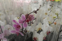 evatux_DSCN6281