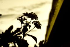 Eduardo_L_M_highres_485019835