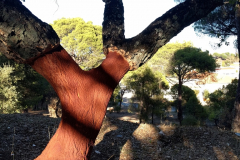 diego_martínez_castañeda_2019