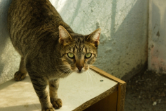 20191124-refugio-la-higuera-anastasia-kondratieva-10