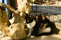 20191124-refugio-la-higuera-anastasia-kondratieva-12