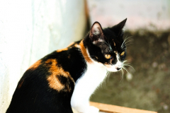 20191124-refugio-la-higuera-diegomc.org-18