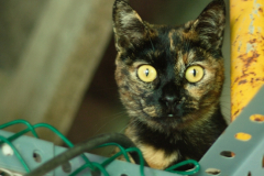 20191124-refugio-la-higuera-diegomc.org-20