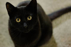 20191124-refugio-la-higuera-diegomc.org-21