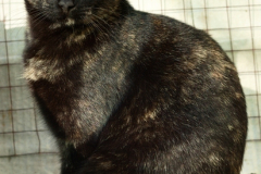 20191124-refugio-la-higuera-diegomc.org-49