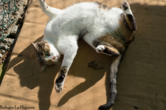 20191124-refugio-la-higuera-susana-servan-12