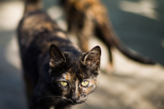 20191124-refugio-la-higuera-susana-servan-29