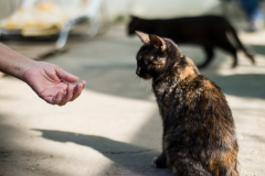 20191124-refugio-la-higuera-susana-servan-32